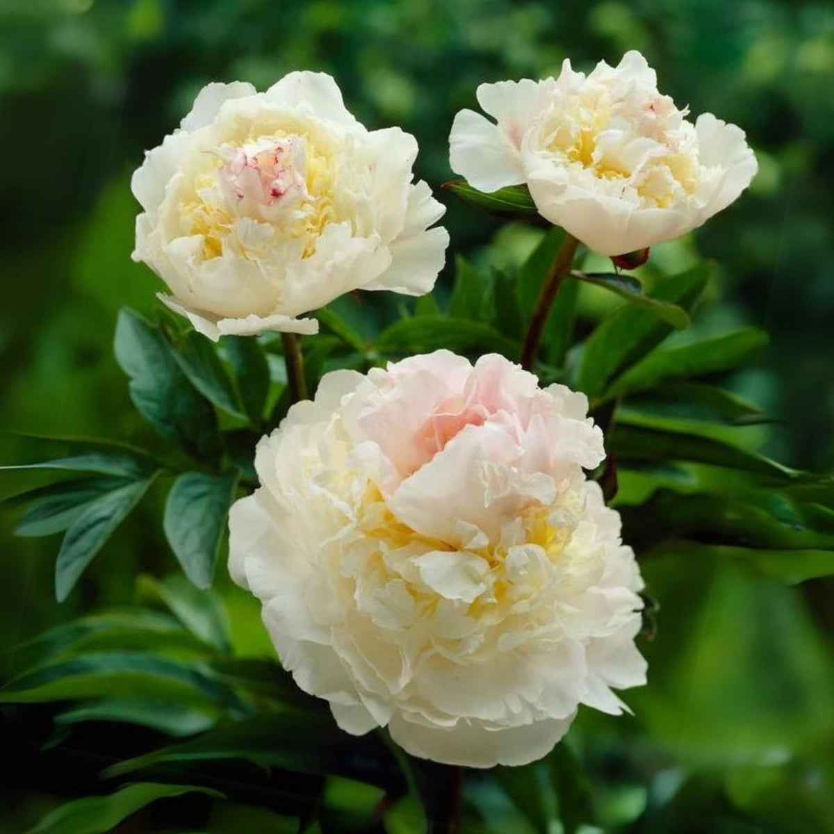 Blush Queen Peony Seeds - Herbaceous Peony, Double Blooms, 10+ seeds