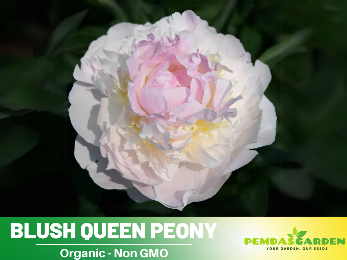 10+ Rare Seeds| Blush Queen Peony Seeds #B012