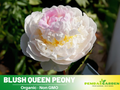 10+ Rare Seeds| Blush Queen  Peony Seeds (Paeonia, Herbaceous Peony) – Double Blooms, Rich Scarlet Red, Romantic Perennial Blooms for Cottage Garden, Fragrant Cut Flowers, Easy to Grow#B012