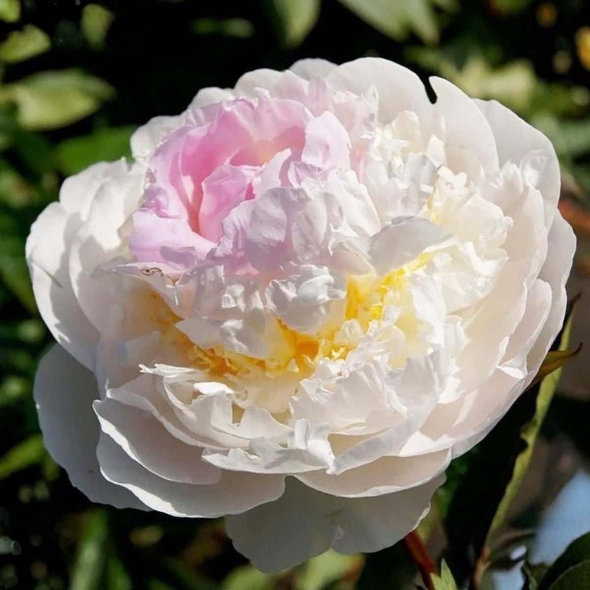 Blush Queen Peony Seeds - Herbaceous Peony, Double Blooms, 10+ seeds