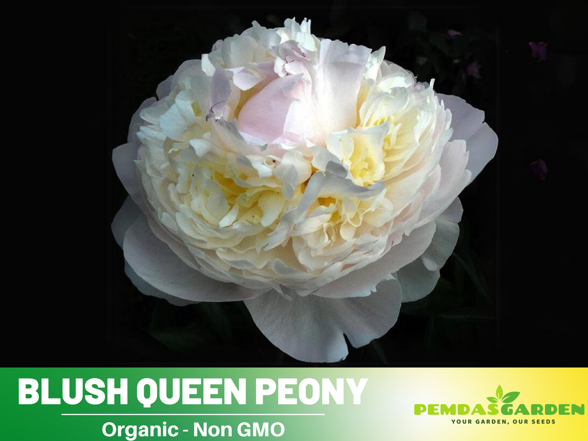 10+ Rare Seeds| Blush Queen Peony Seeds #B012