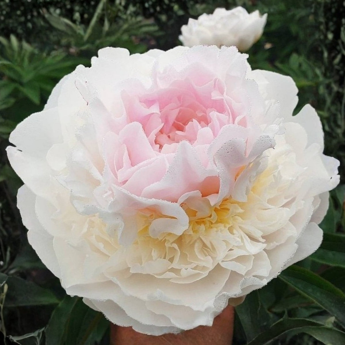 Blush Queen Peony Seeds - Herbaceous Peony, Double Blooms, 10+ seeds