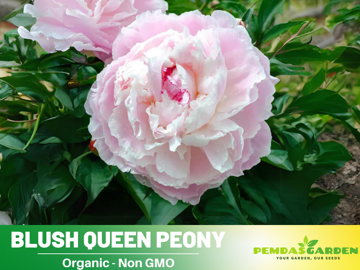 10+ Rare Seeds| Blush Queen Peony Seeds #B012