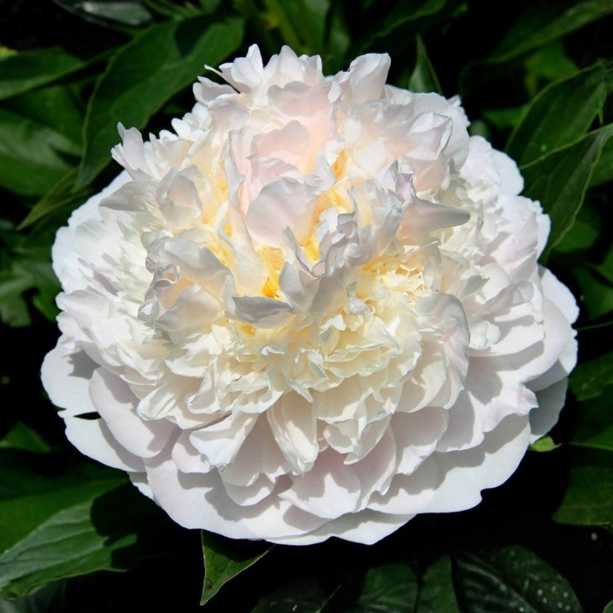 Blush Queen Peony Seeds - Herbaceous Peony, Double Blooms, 10+ seeds