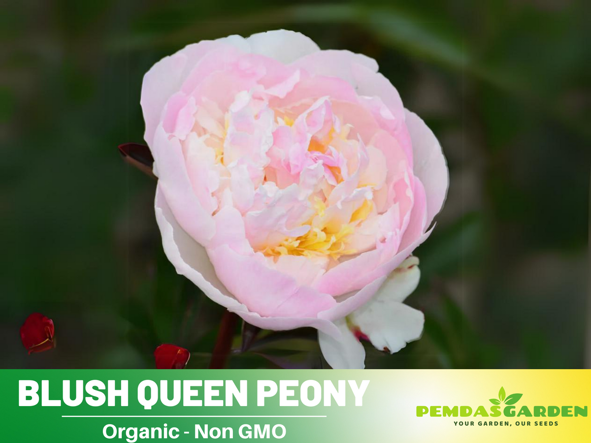 10+ Rare Seeds| Blush Queen Peony Seeds #B012