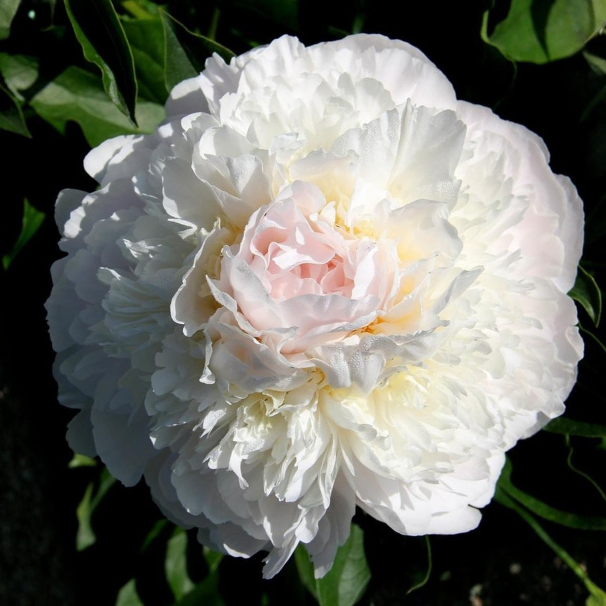 Blush Queen Peony Seeds - Herbaceous Peony, Double Blooms, 10+ seeds