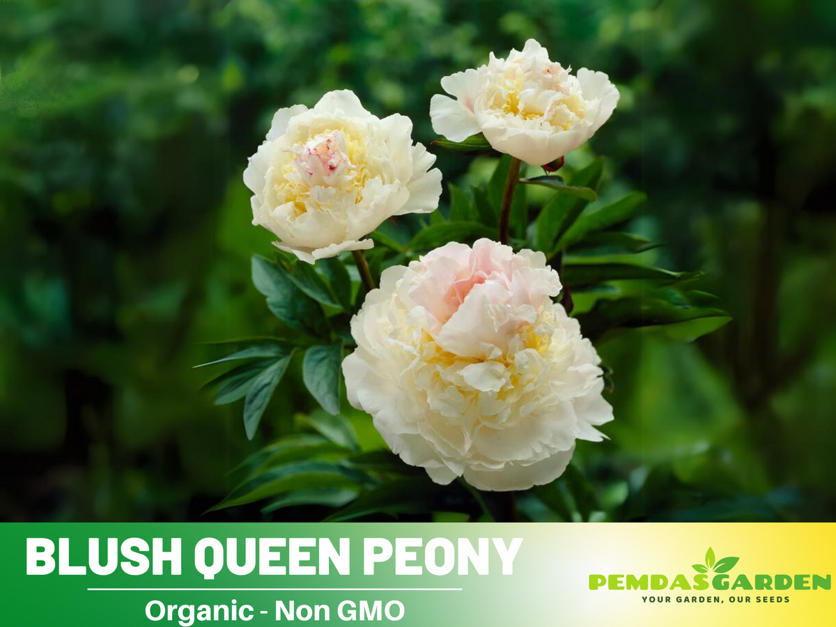 10+ Rare Seeds| Blush Queen Peony Seeds #B012