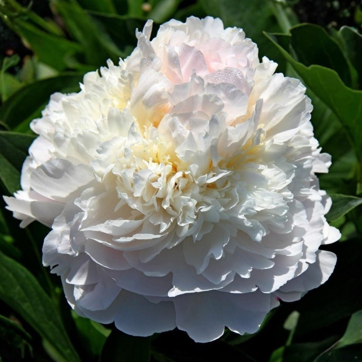 Blush Queen Peony Seeds - Herbaceous Peony, Double Blooms, 10+ seeds