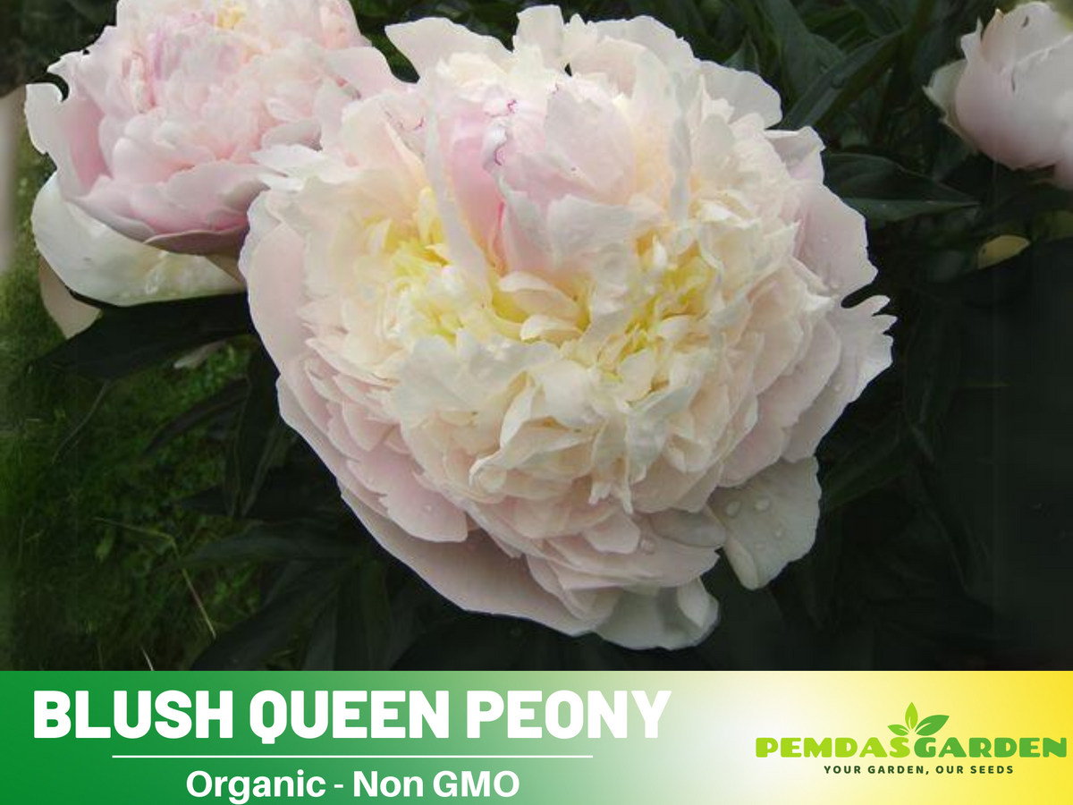 10+ Rare Seeds| Blush Queen Peony Seeds #B012