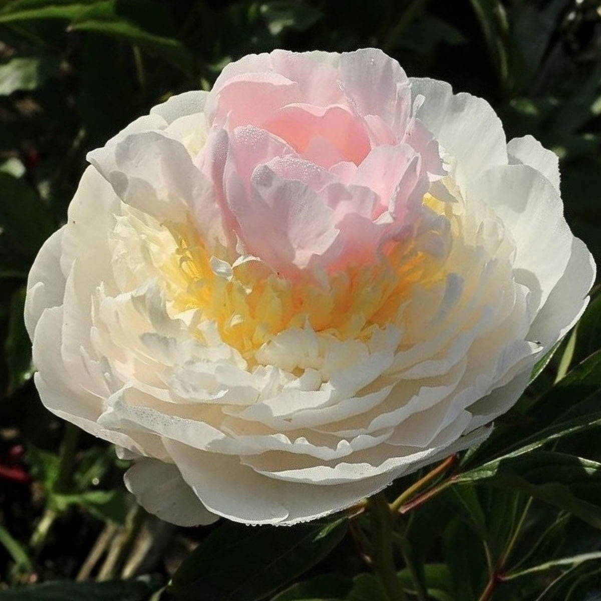 Blush Queen Peony Seeds - Herbaceous Peony, Double Blooms, 10+ seeds