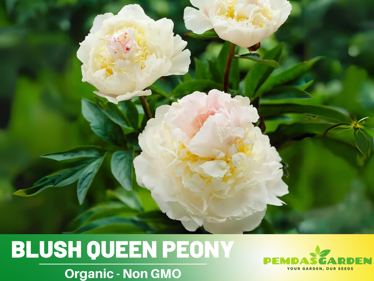 10+ Rare Seeds| Blush Queen Peony Seeds #B012