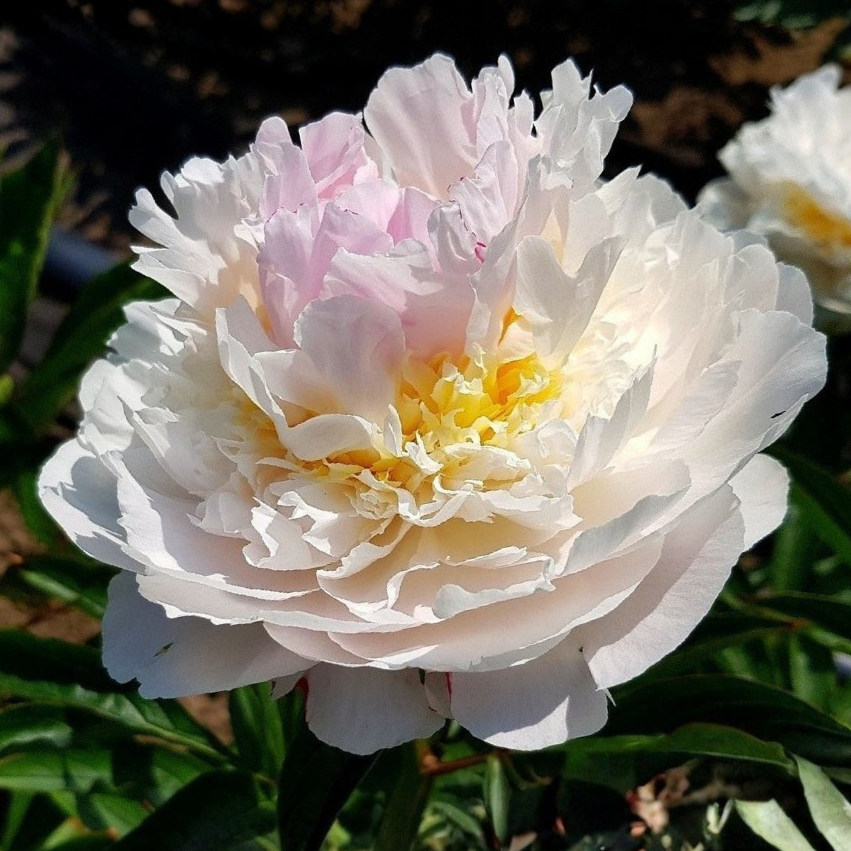 Blush Queen Peony Seeds - Herbaceous Peony, Double Blooms, 10+ seeds