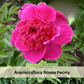 10+ Rare Seeds|  Officinalis Anemoniflora Rosea Peony Seeds (Paeonia, Herbaceous Peony) – Double Blooms,  Vibrant Garden Blooms, Romantic Perennial Blooms for Cottage Garden, Fragrant Cut Flowers, Easy to Grow#B013
