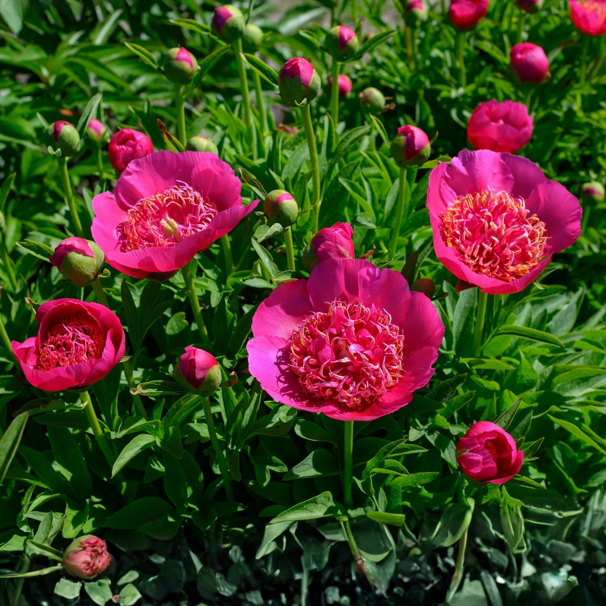 Officinalis Anemoniflora Rosea Peony Seeds - Herbaceous, 10+ seeds