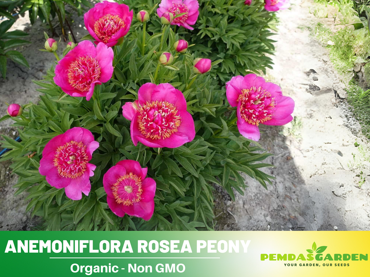 10+ Rare Seeds|  Officinalis Anemoniflora Rosea Peony #B013