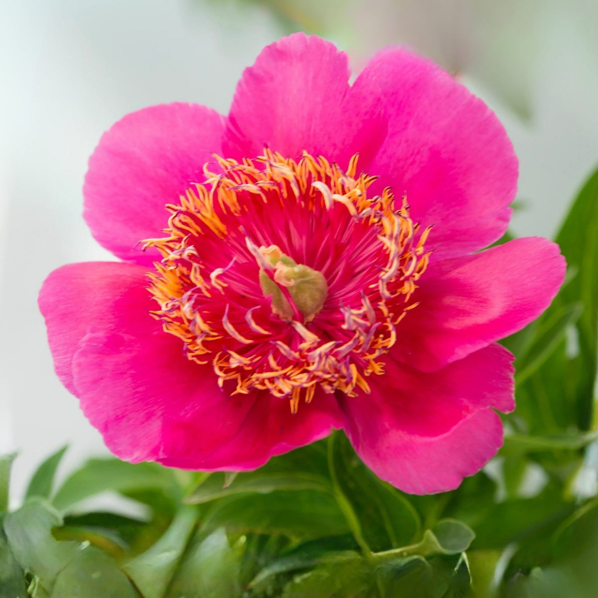 Officinalis Anemoniflora Rosea Peony Seeds - Herbaceous, 10+ seeds