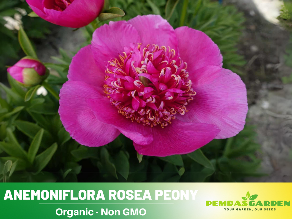 10+ Rare Seeds|  Officinalis Anemoniflora Rosea Peony #B013