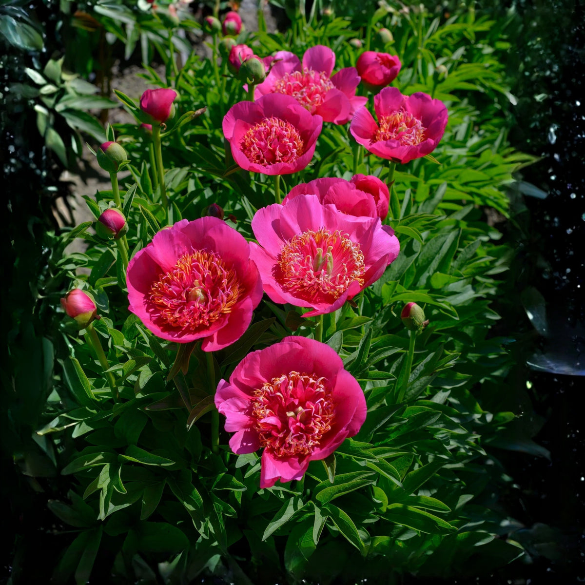 Officinalis Anemoniflora Rosea Peony Seeds - Herbaceous, 10+ seeds
