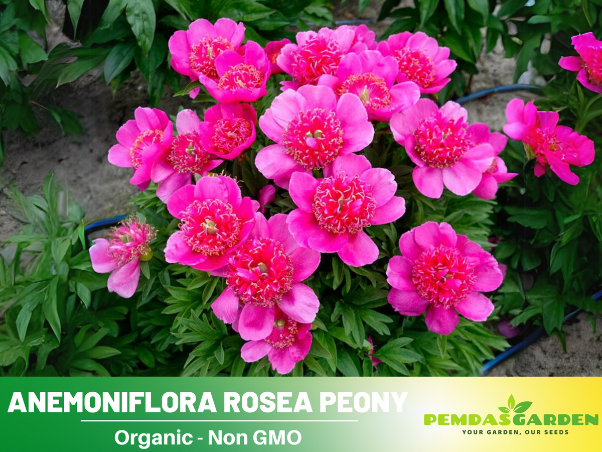 10+ Rare Seeds|  Officinalis Anemoniflora Rosea Peony #B013