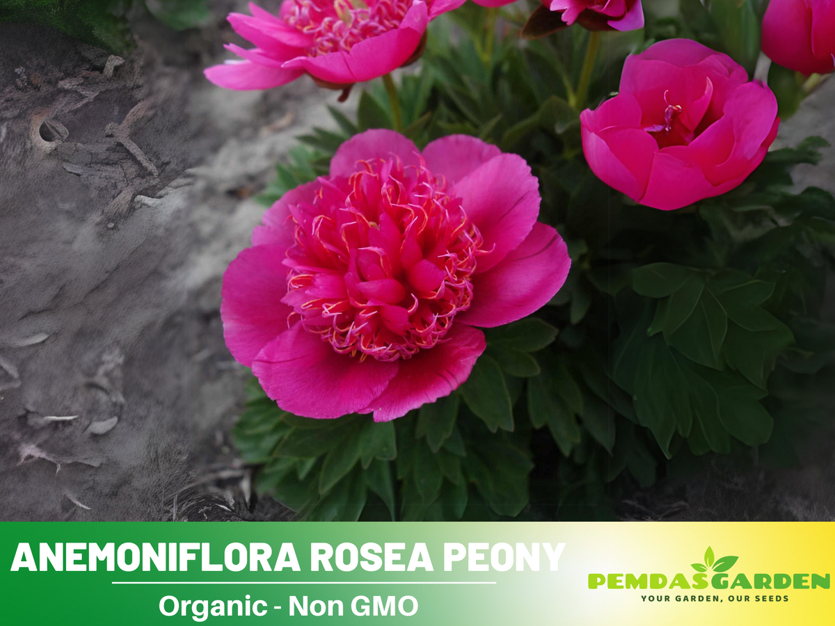 10+ Rare Seeds|  Officinalis Anemoniflora Rosea Peony #B013