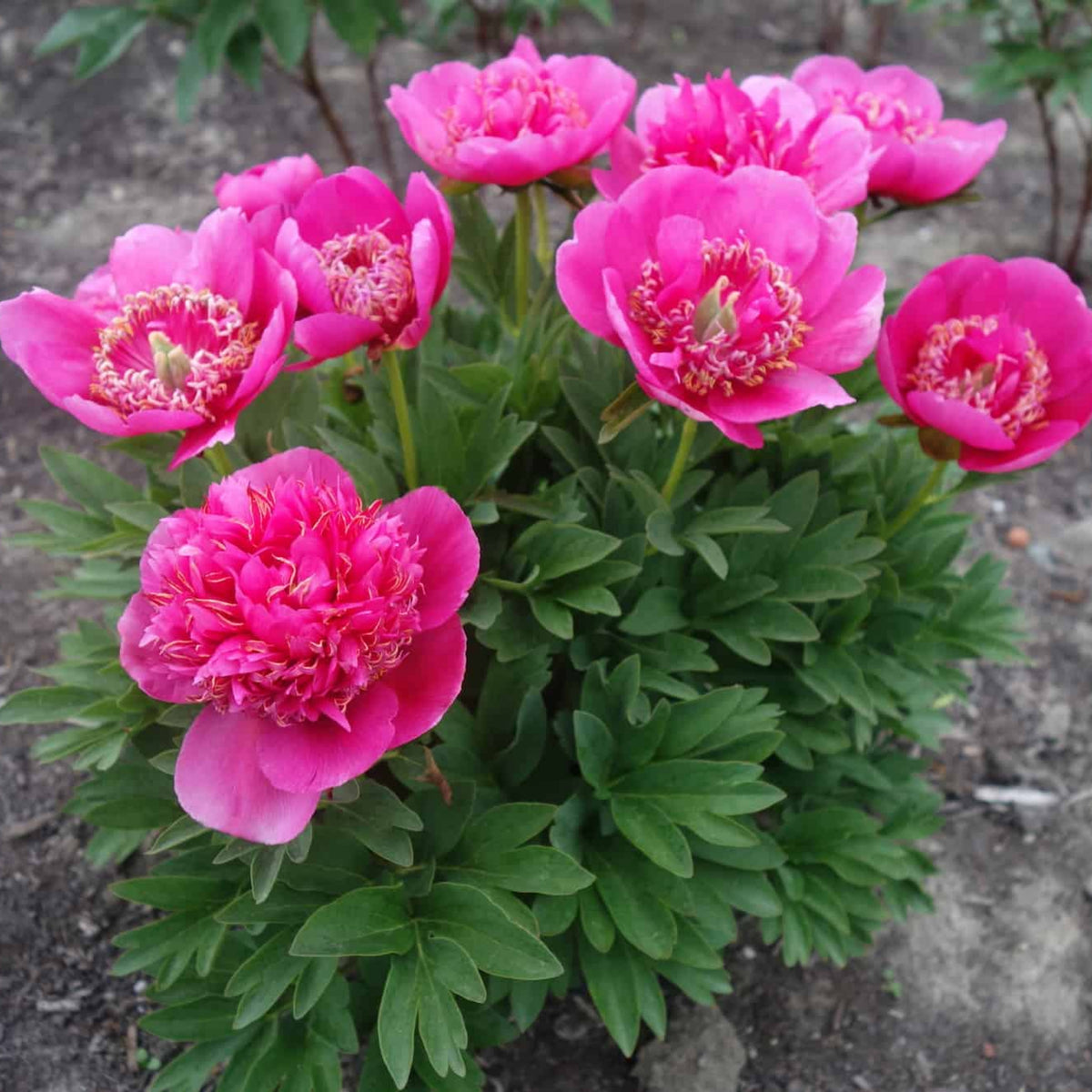Officinalis Anemoniflora Rosea Peony Seeds - Herbaceous, 10+ seeds