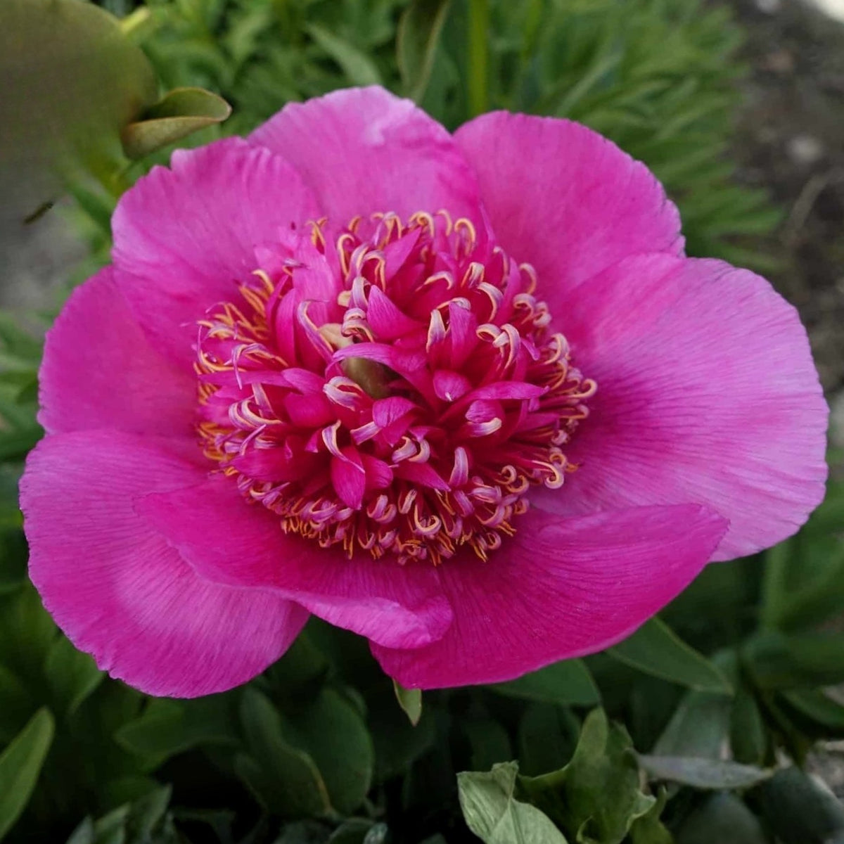 Officinalis Anemoniflora Rosea Peony Seeds - Herbaceous, 10+ seeds