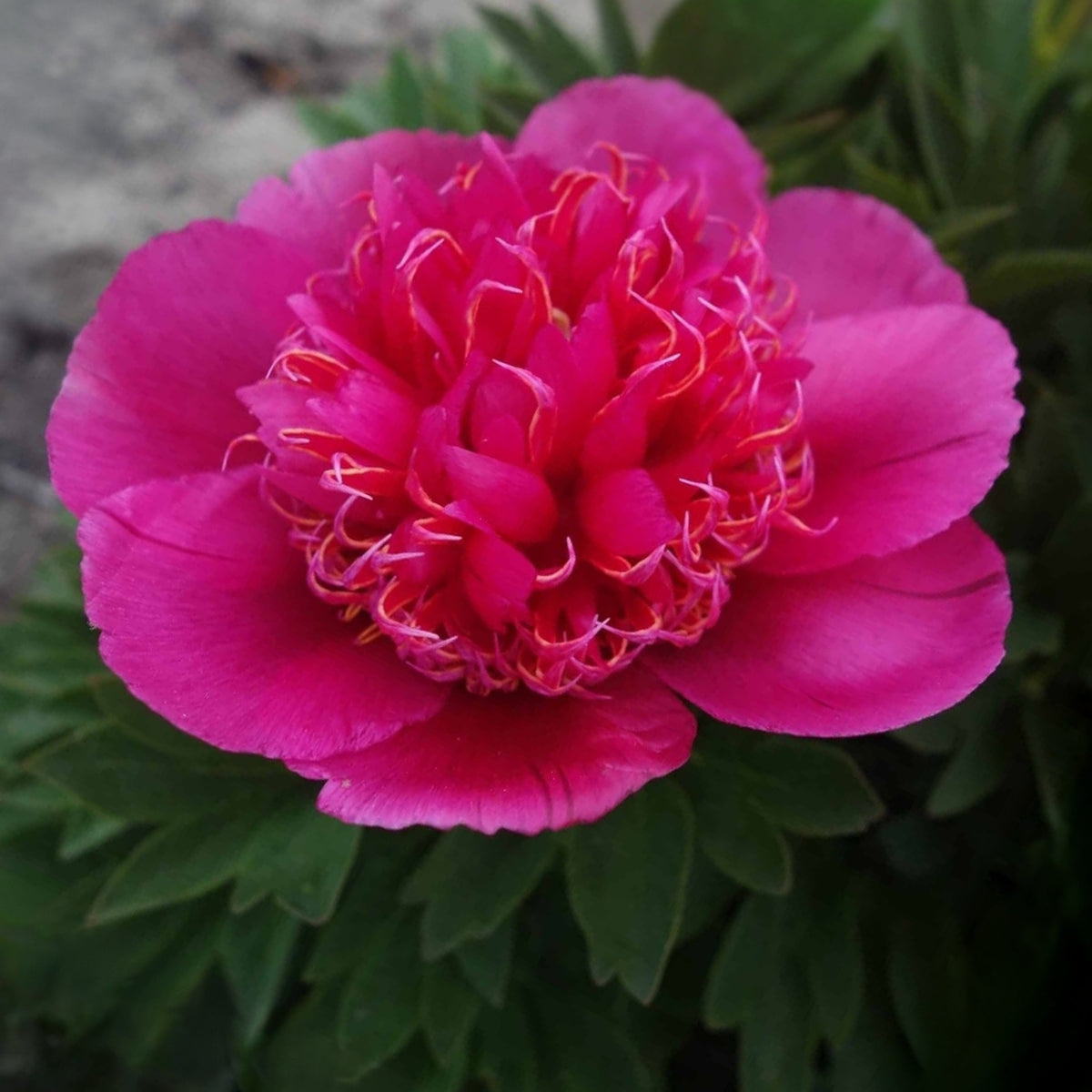 Officinalis Anemoniflora Rosea Peony Seeds - Herbaceous, 10+ seeds