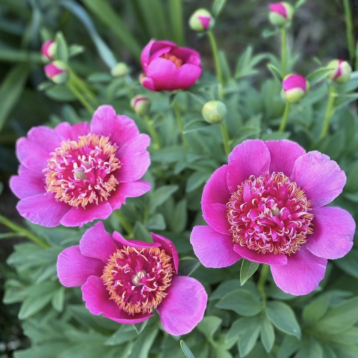 Officinalis Anemoniflora Rosea Peony Seeds - Herbaceous, 10+ seeds