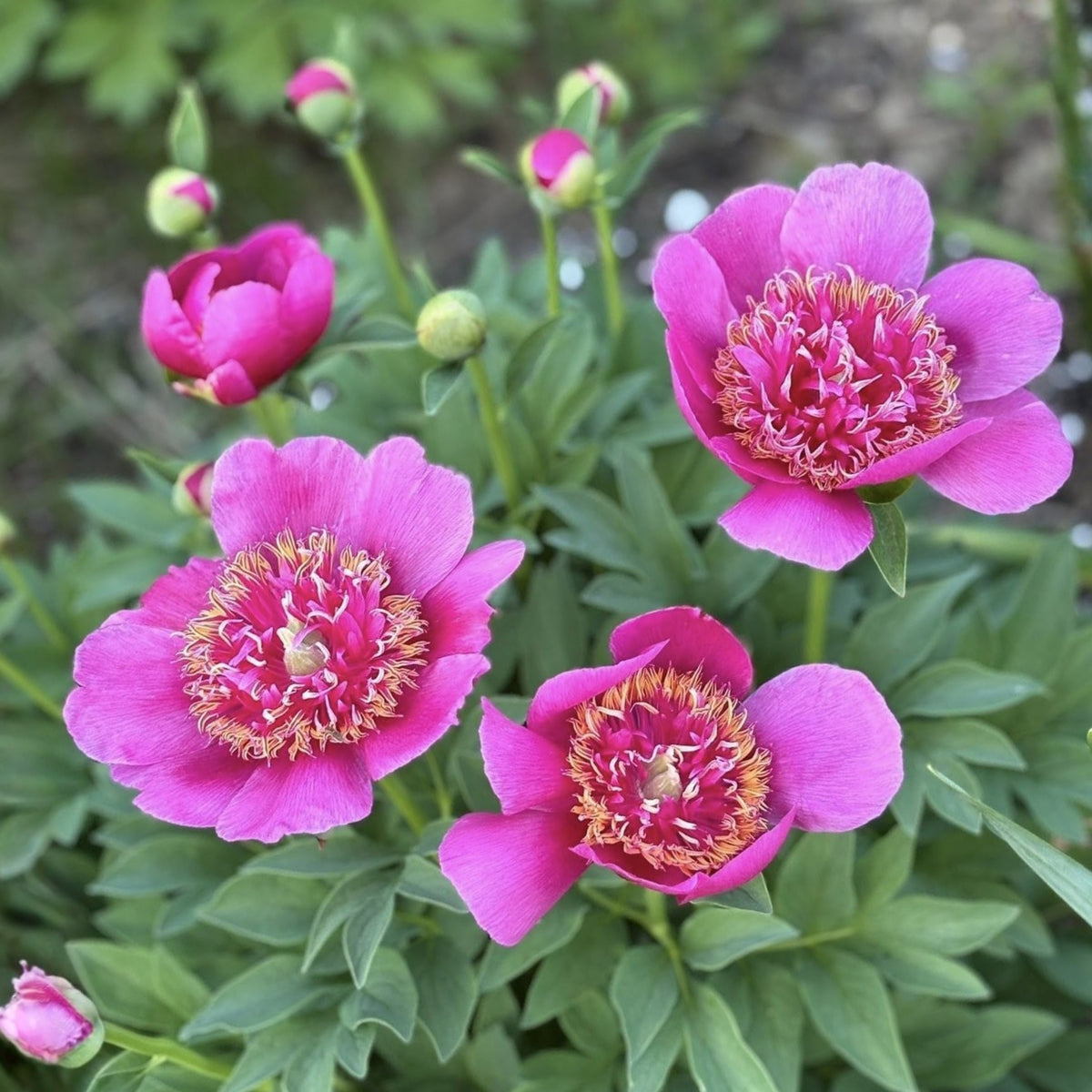Officinalis Anemoniflora Rosea Peony Seeds - Herbaceous, 10+ seeds