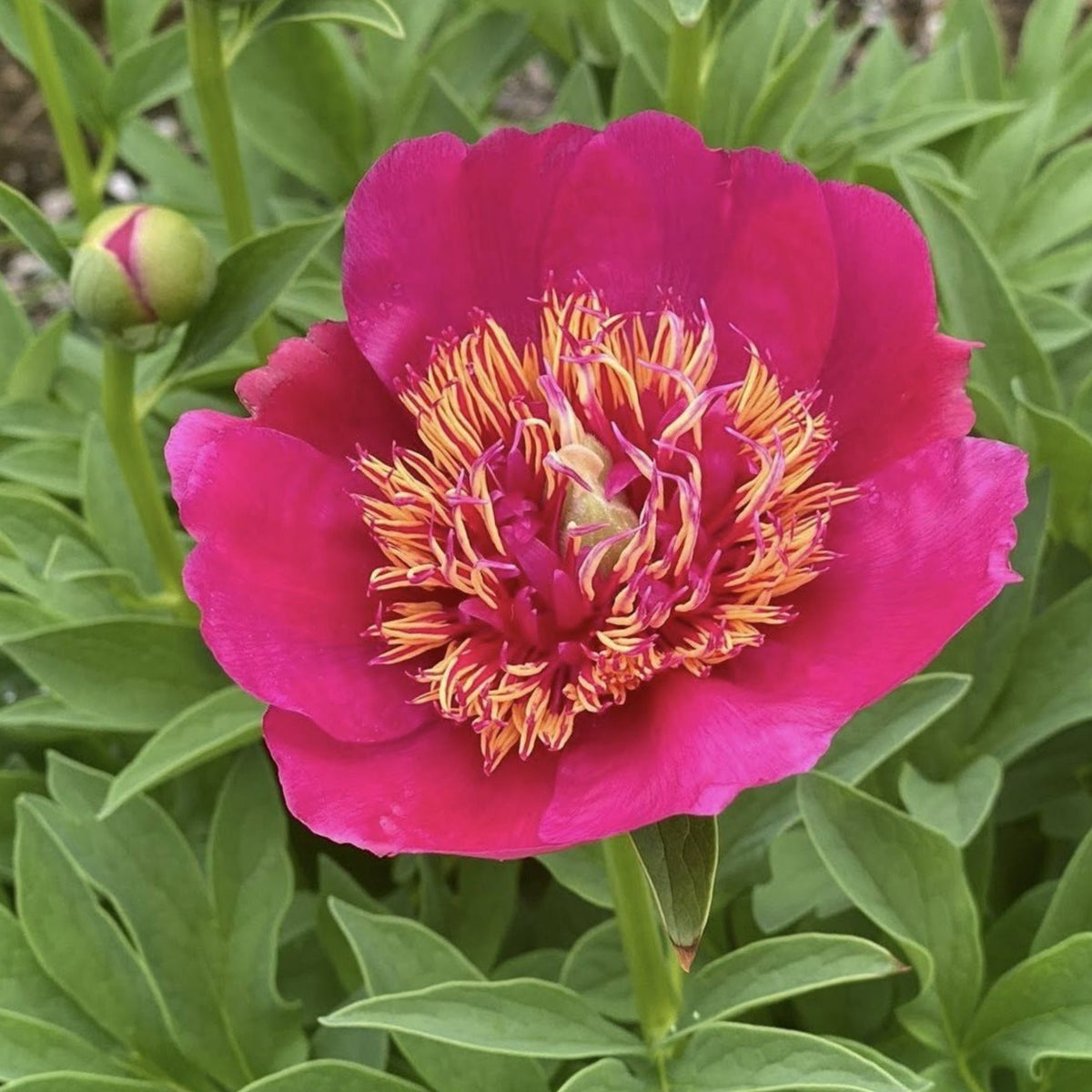Officinalis Anemoniflora Rosea Peony Seeds - Herbaceous, 10+ seeds