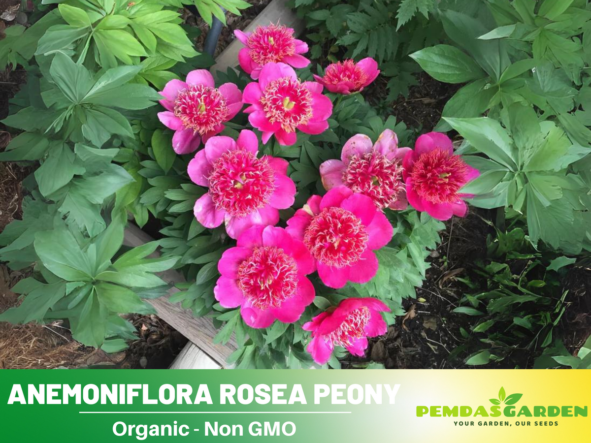 10+ Rare Seeds|  Officinalis Anemoniflora Rosea Peony #B013