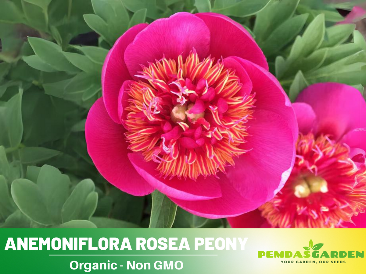 10+ Rare Seeds|  Officinalis Anemoniflora Rosea Peony #B013