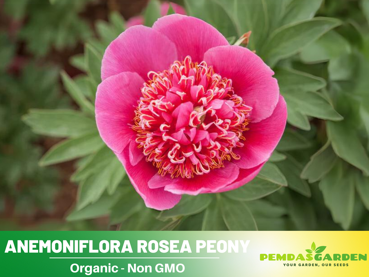 10+ Rare Seeds|  Officinalis Anemoniflora Rosea Peony #B013