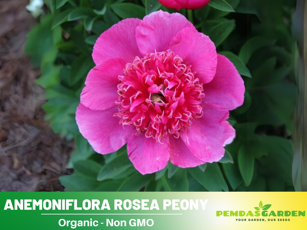 10+ Rare Seeds|  Officinalis Anemoniflora Rosea Peony #B013