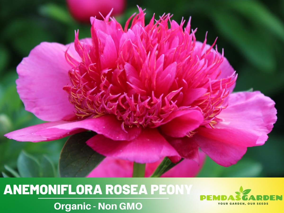 10+ Rare Seeds|  Officinalis Anemoniflora Rosea Peony #B013