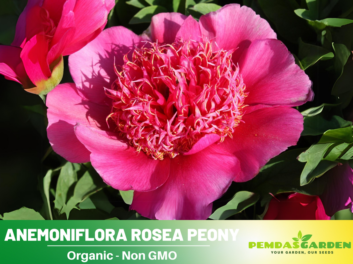 10+ Rare Seeds|  Officinalis Anemoniflora Rosea Peony #B013