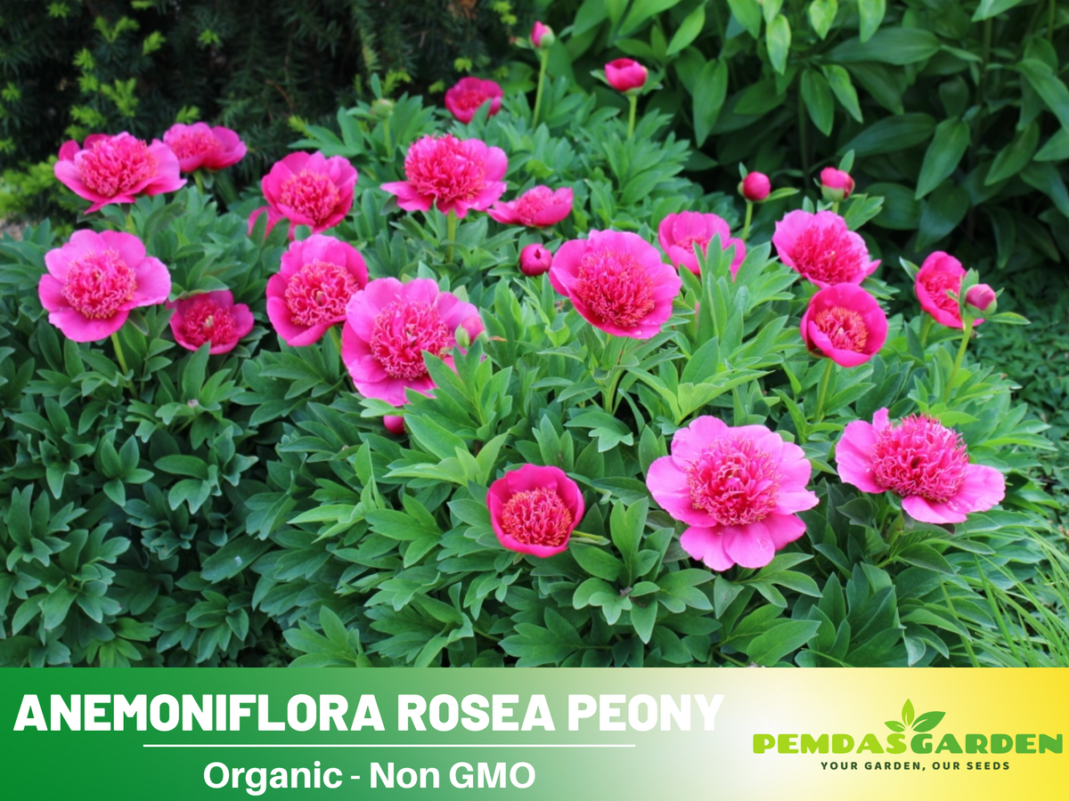 10+ Rare Seeds|  Officinalis Anemoniflora Rosea Peony #B013