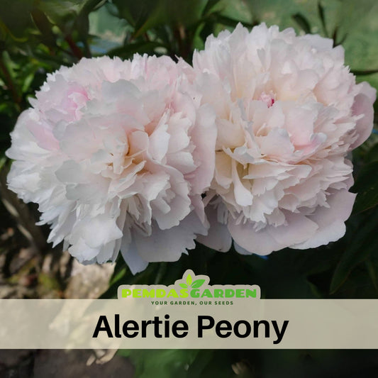 10+ Rare Seeds - Alertie Peony Seeds (Paeonia, Herbaceous Peony)
