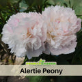 10+ Rare Seeds| Alertie Peony Seeds (Paeonia, Herbaceous Peony) – Double Blooms, Vibrant Garden Blooms, Romantic Perennial Blooms for Cottage Garden, Fragrant Cut Flowers, Easy to Grow#B014