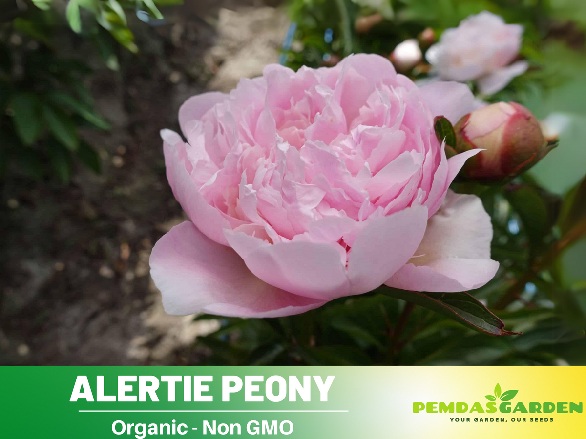 10+ Rare Seeds| Alertie Peony Seeds #B014