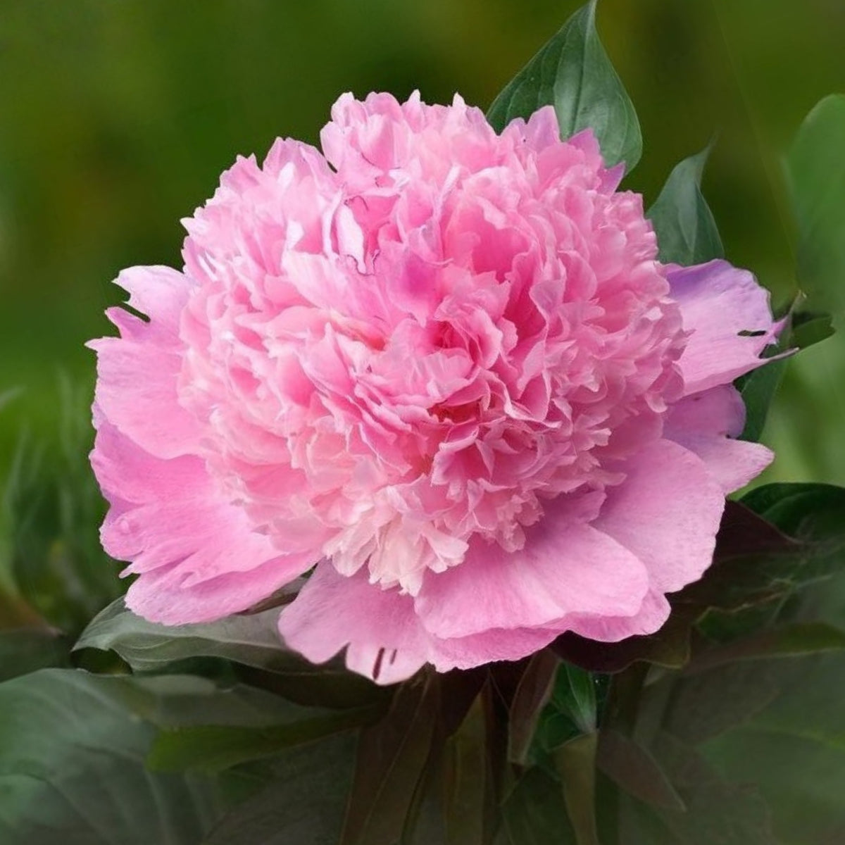 10+ Rare Seeds - Alertie Peony Seeds (Paeonia, Herbaceous Peony)