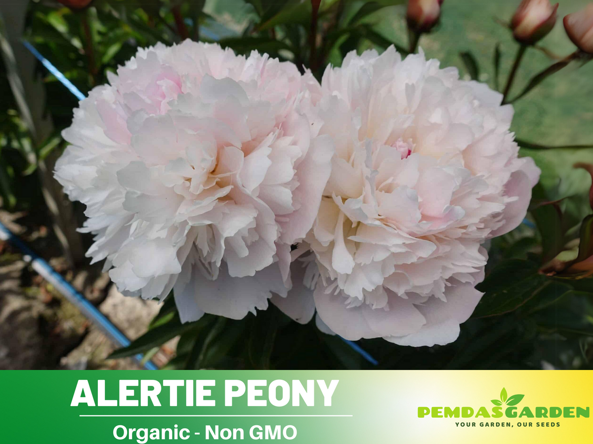 10+ Rare Seeds| Alertie Peony Seeds #B014