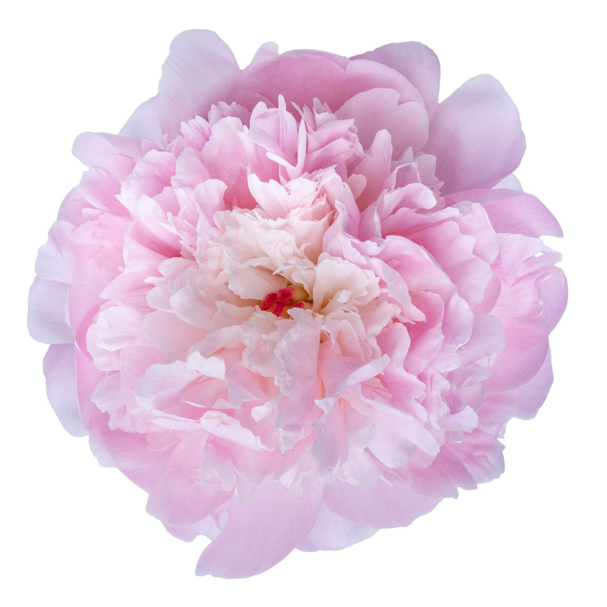 10+ Rare Seeds - Alertie Peony Seeds (Paeonia, Herbaceous Peony)