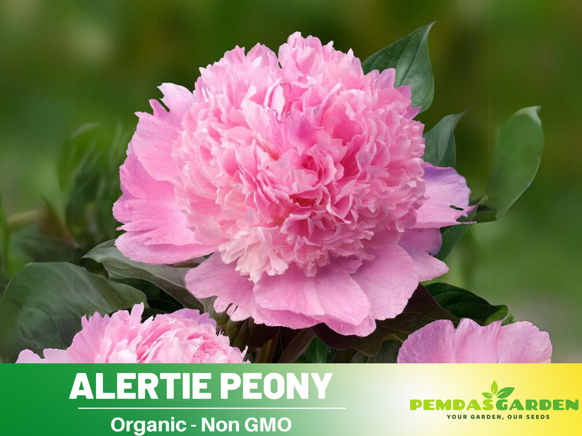 10+ Rare Seeds| Alertie Peony Seeds #B014