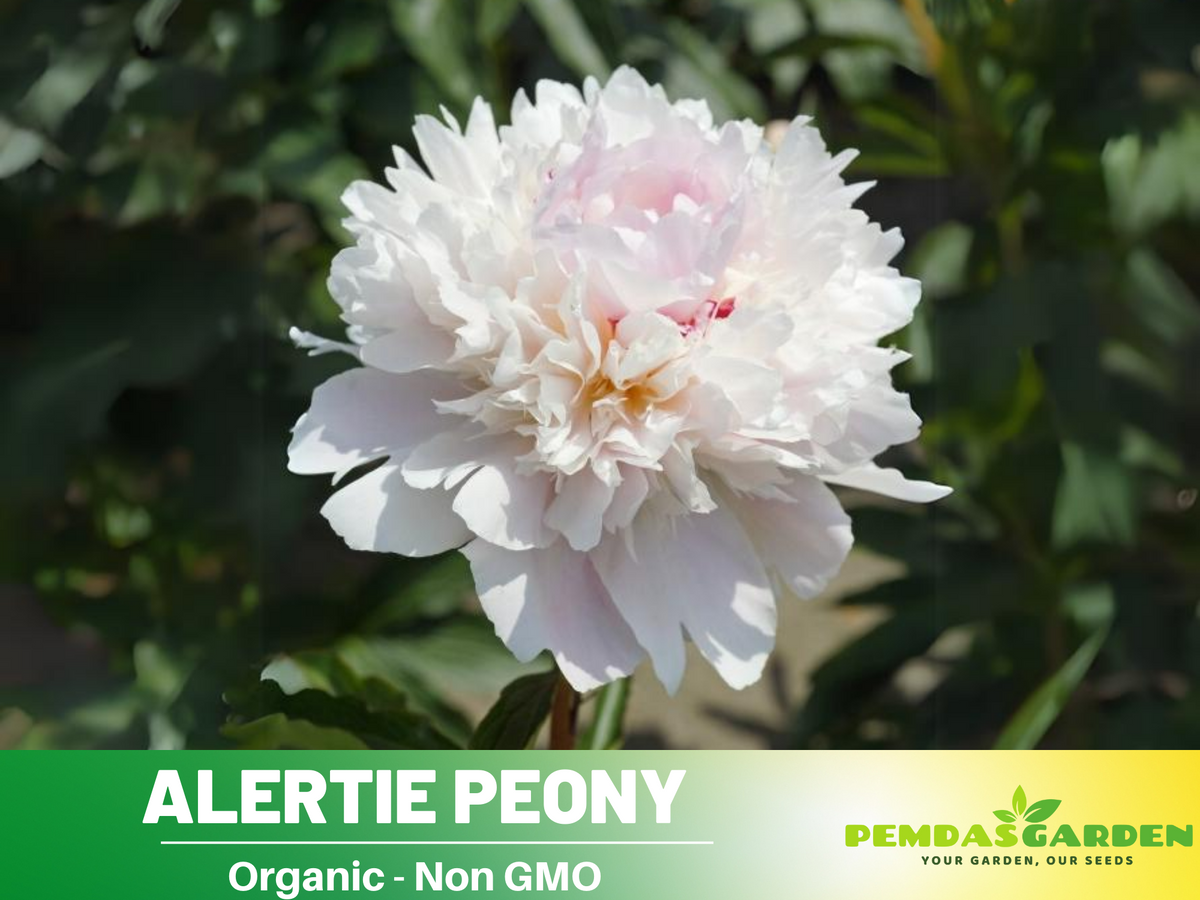 10+ Rare Seeds| Alertie Peony Seeds #B014