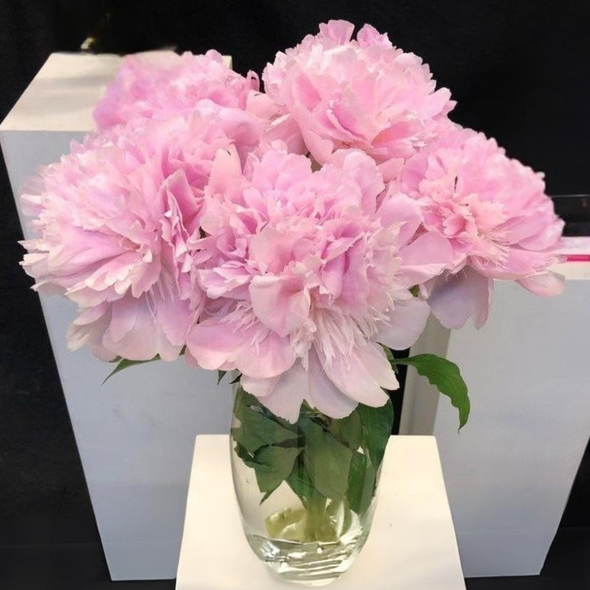10+ Rare Seeds - Alertie Peony Seeds (Paeonia, Herbaceous Peony)