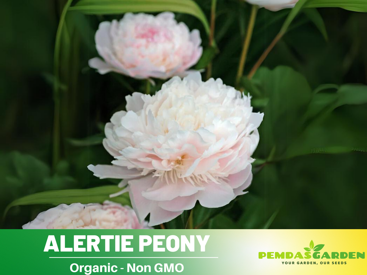 10+ Rare Seeds| Alertie Peony Seeds #B014