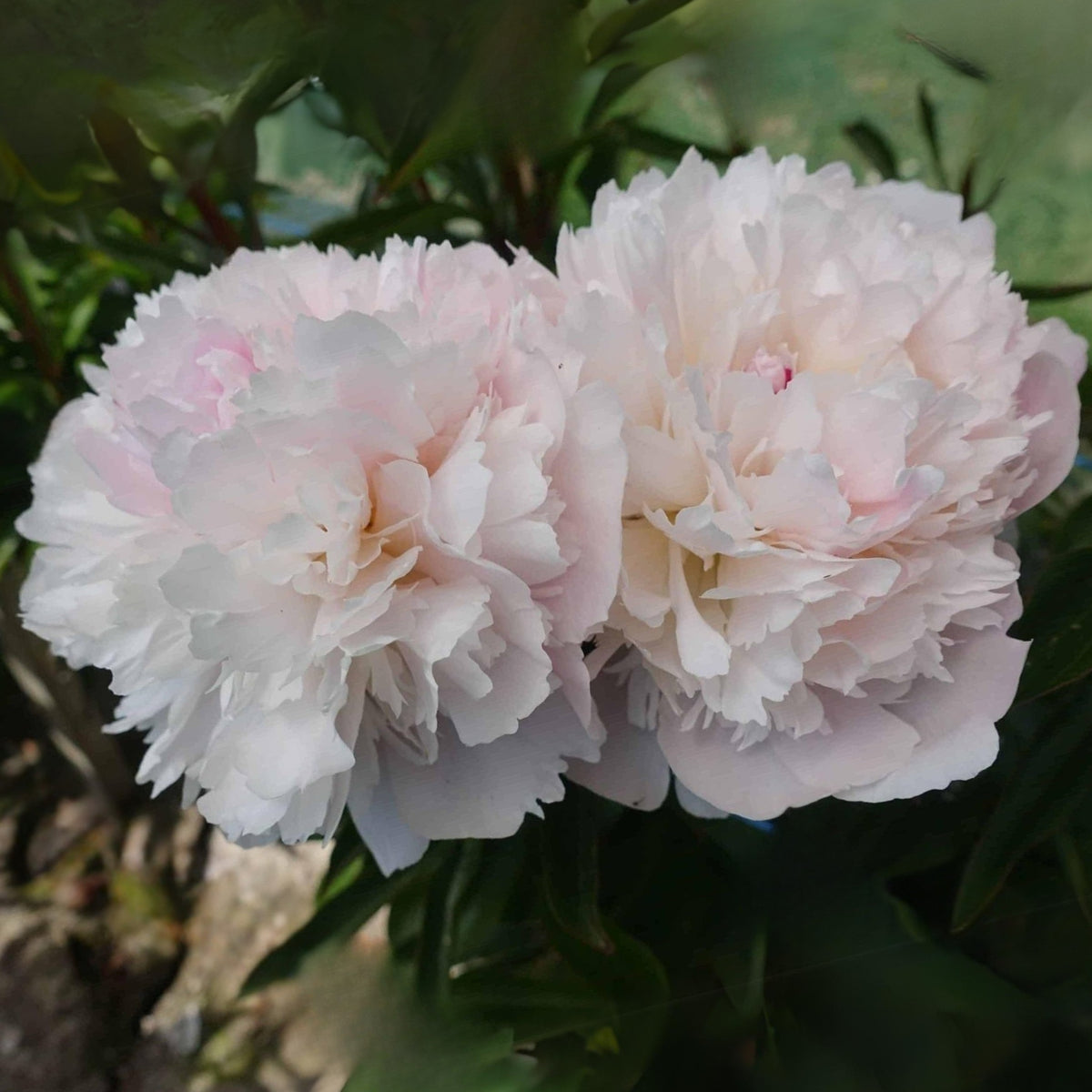 10+ Rare Seeds - Alertie Peony Seeds (Paeonia, Herbaceous Peony)