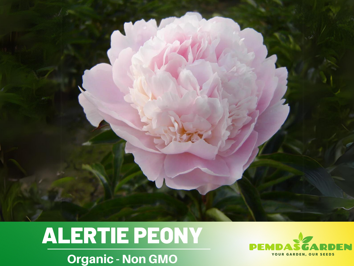 10+ Rare Seeds| Alertie Peony Seeds #B014