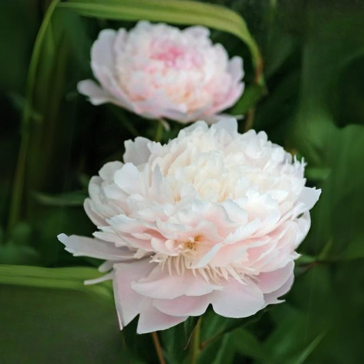 10+ Rare Seeds - Alertie Peony Seeds (Paeonia, Herbaceous Peony)